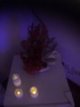 /album/notte-magica1/img-3067-jpg/